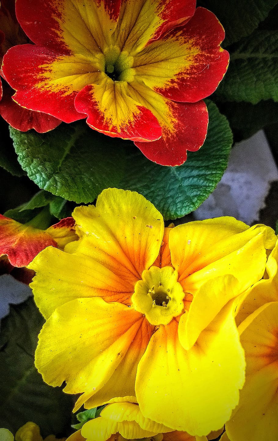 flowers, nature, leaf, flowering plant, vulnerability, petal HD wallpaper