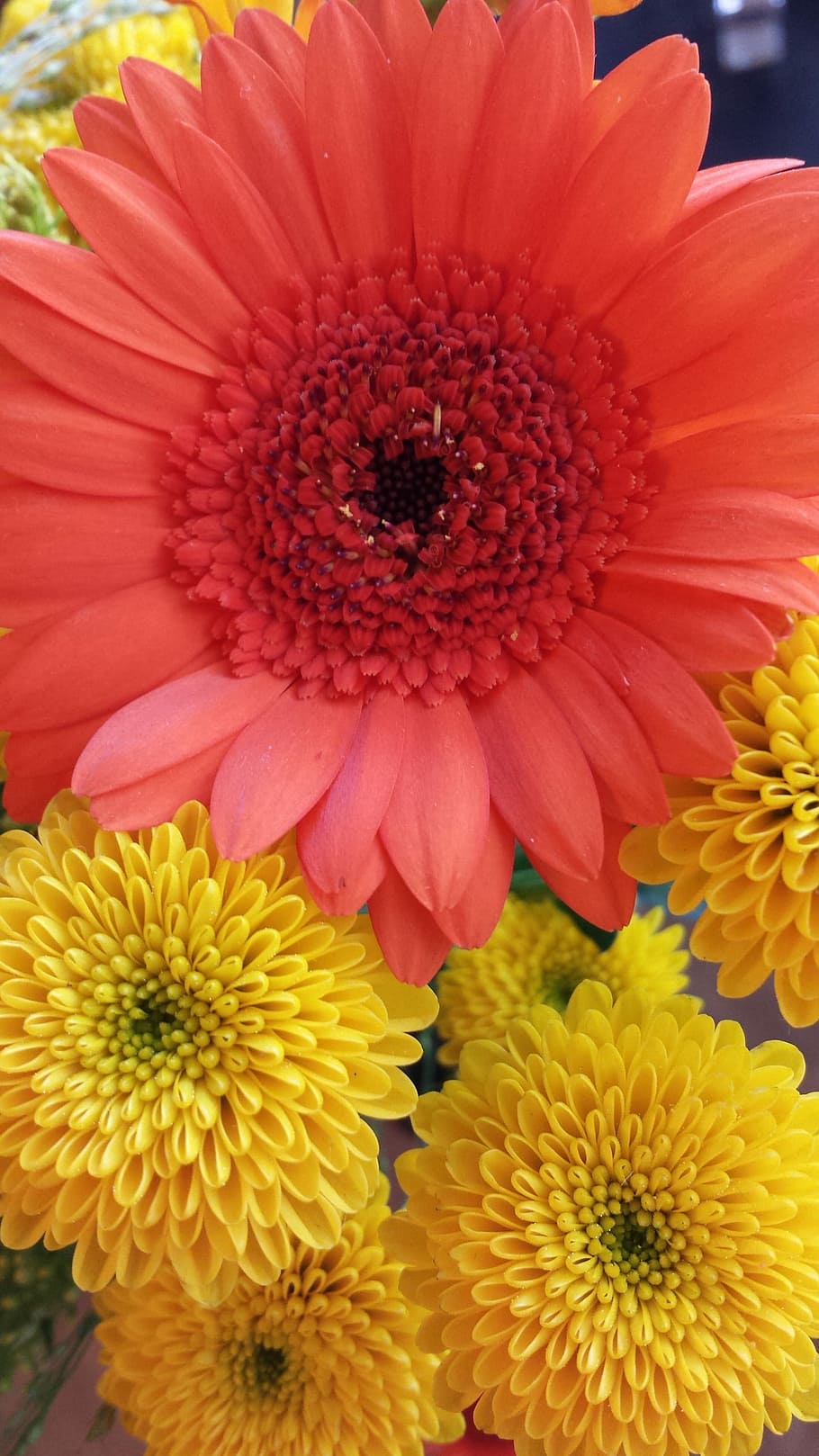 Gerbera, Flowers, Easter, petal, flower head, fragility, freshness HD wallpaper