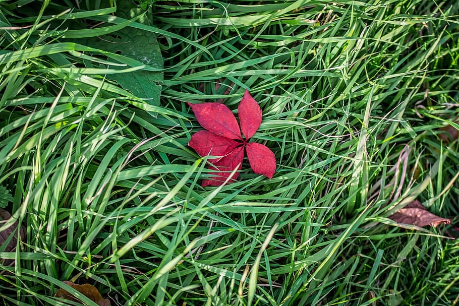 red, leaf, green, grass, autumn leaves, foliage, nature, autumn gold HD wallpaper