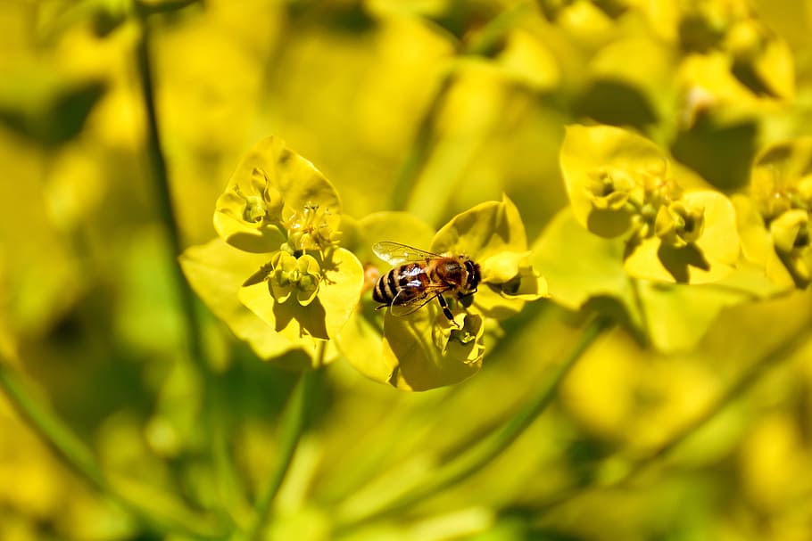 Flowers, Yellow, Bee, Insect, summer, nature, garden, summer plant HD wallpaper