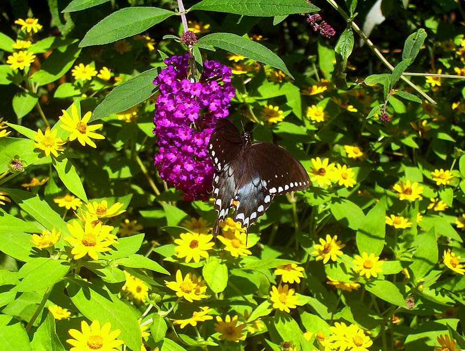 Butterfly, Insect, Black, White, spots, pink, yellow, flowers HD wallpaper