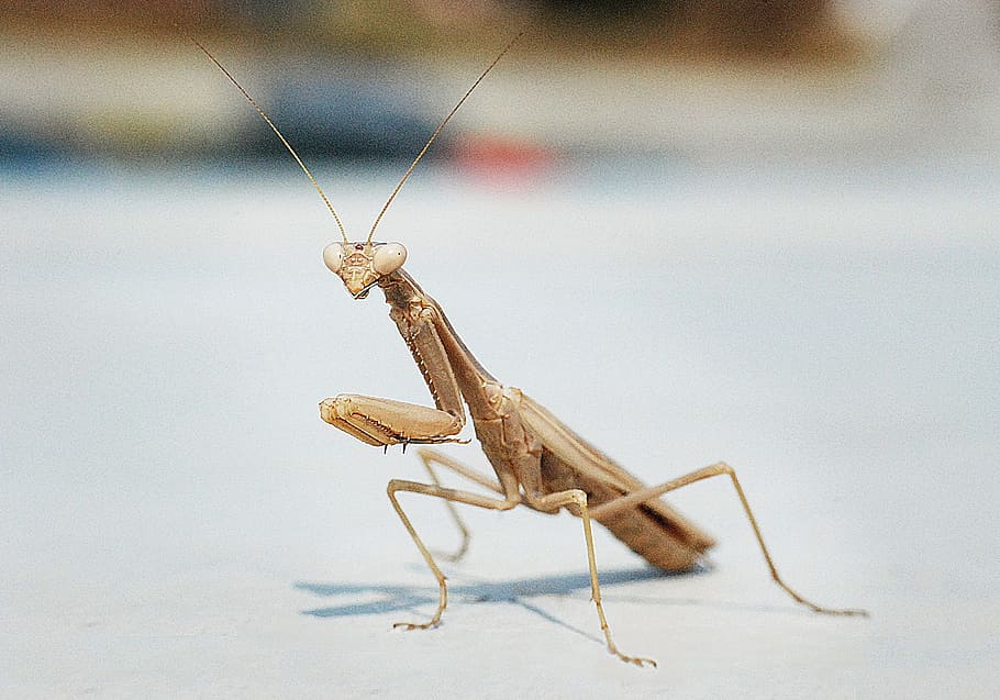 brown praying mantis on white surface, Macro, Insect, Greece HD wallpaper