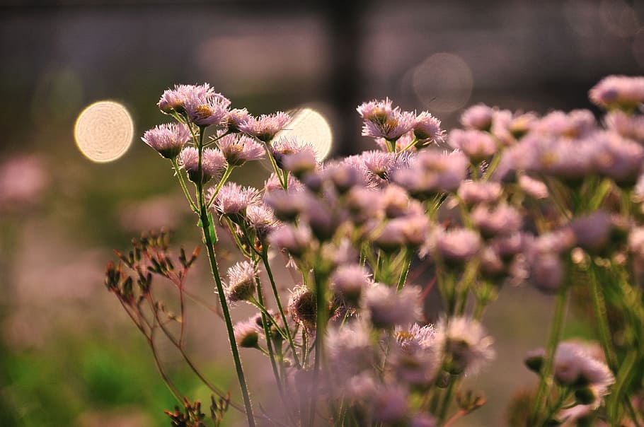 thistle, landscape, flowers, plant, flowering plant, growth HD wallpaper