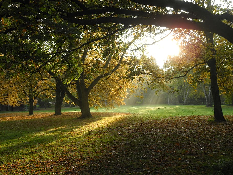 trees, park, forest, nature, landscape, light, shadow, plant HD wallpaper