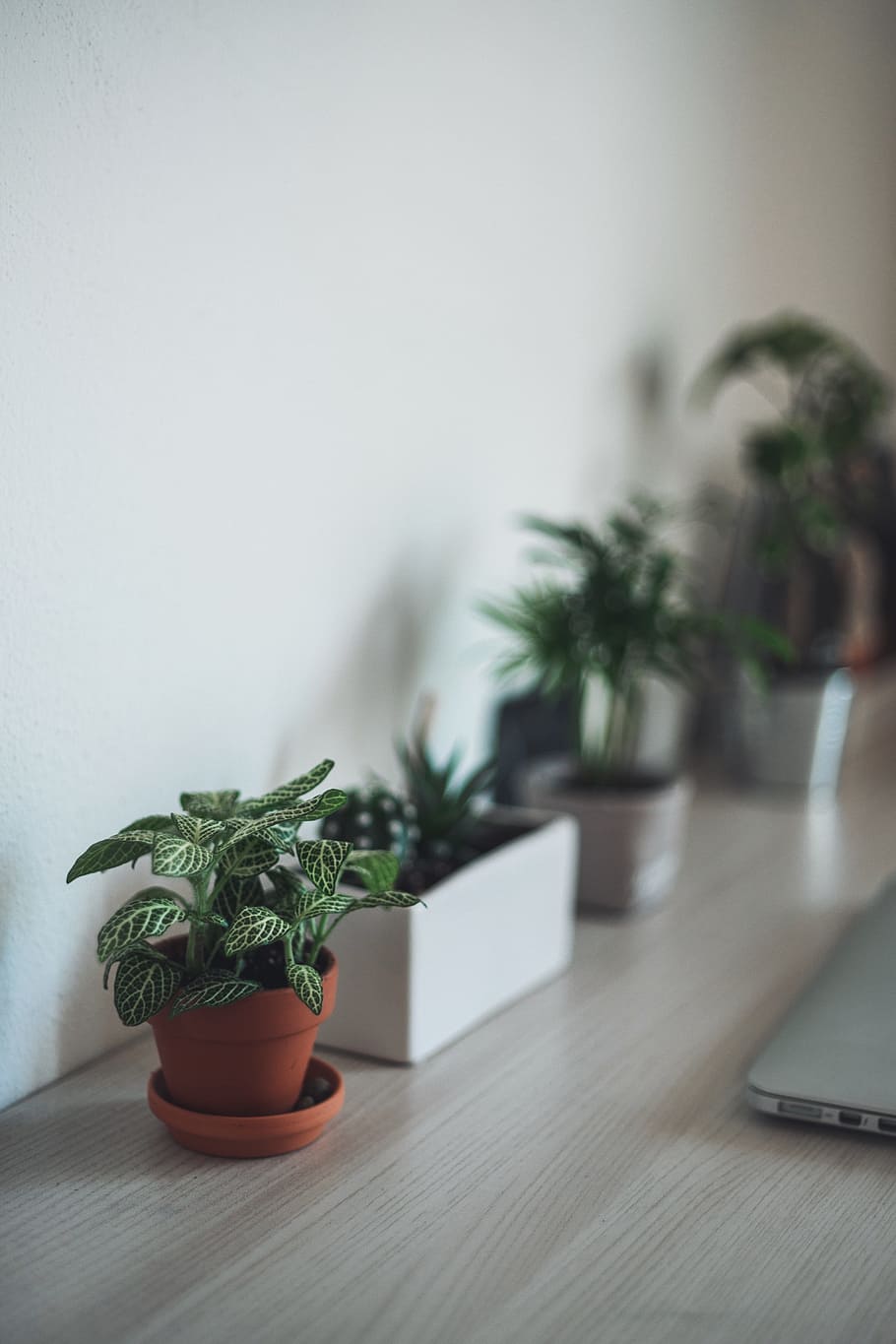 selective focus of potted green leaf plant on grey wooden surface, selective focus photography of plant in brown pot, HD wallpaper