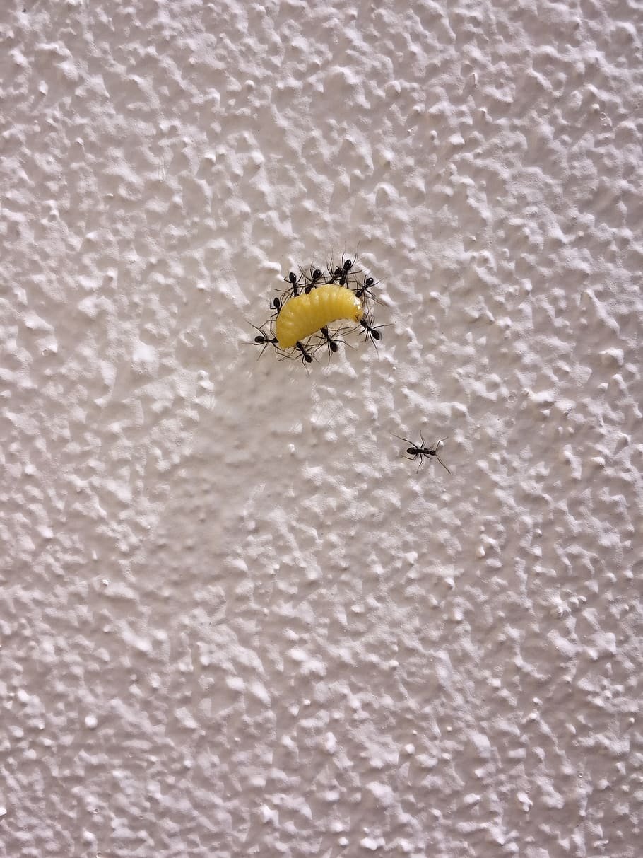 ants, caterpillar, team, wall, booty, hunting, animals in the wild HD wallpaper