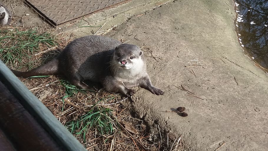 otter, animals, cute, otters, animal themes, mammal, one animal HD wallpaper