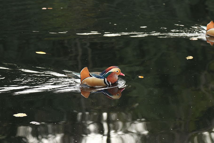 stuttgart, killesberg, duck, glory duck, bird, pond, lake, water HD wallpaper
