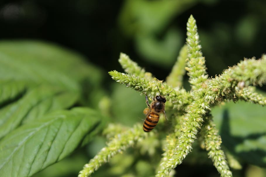 bee, amaranth, flowers, insect, invertebrate, animals in the wild HD wallpaper