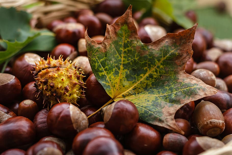 castanea, chestnut, fruit, autumn, nature, shiny, brown, tree fruit