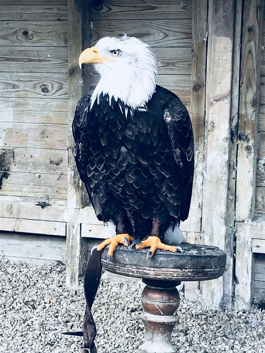 white and black eagle sitting on brown table, bird, captive HD wallpaper