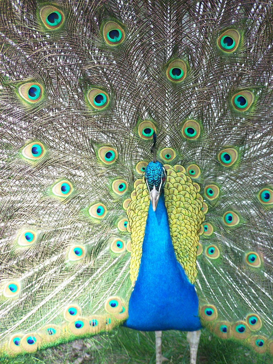 peacock, close, bird, animal themes, peacock feather, vertebrate HD wallpaper