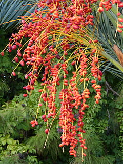 Date Palm, Palm Fruit, Date, Palm, Palm, Fruit, date palm fruit HD wallpaper