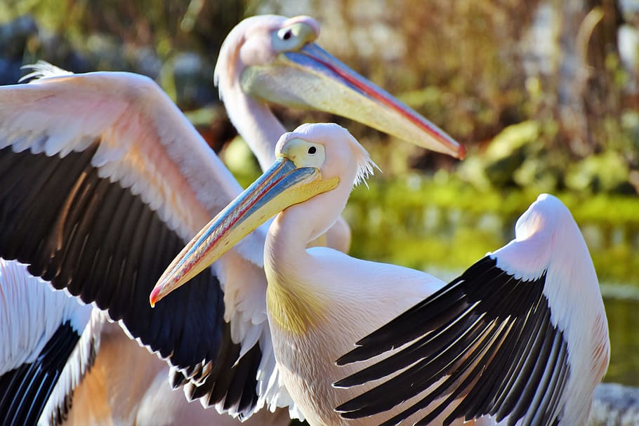 two pelicans near green leaf trees, pelikan, water bird, pink pelican, HD wallpaper
