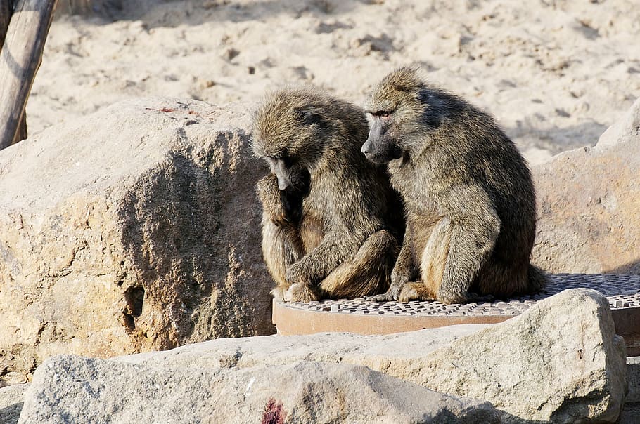baboon, couple, sitting, sand, stones, enclosure, animal, zoo HD wallpaper