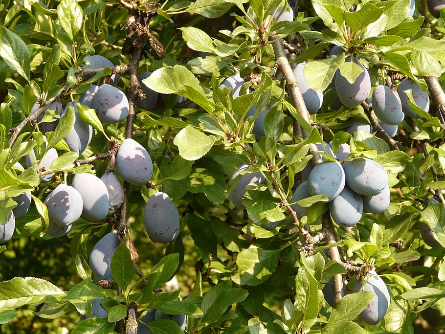 plum, fruit, blue, nature, plant, food, eat, agriculture, freshness HD wallpaper