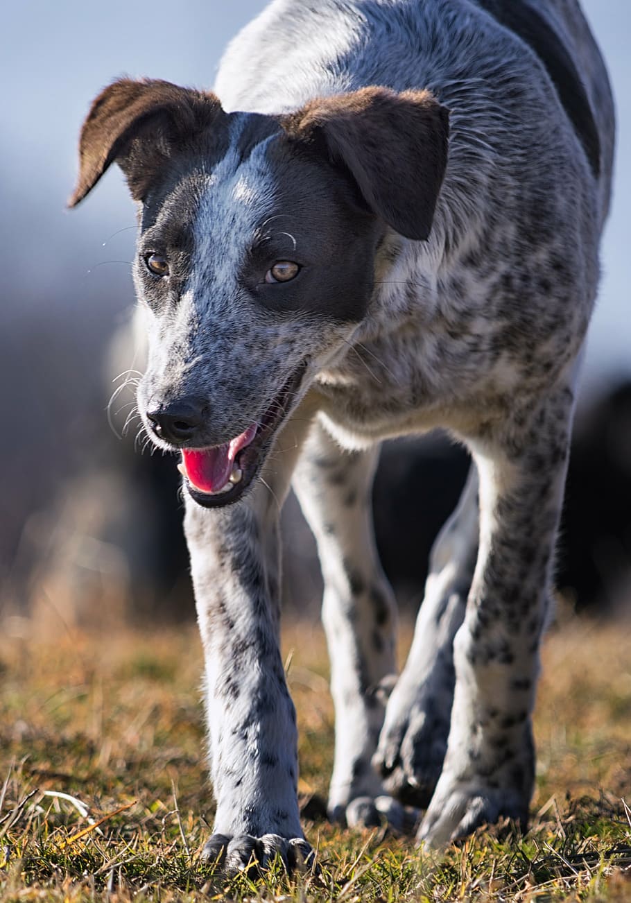 dog, pet, portrait, one animal, canine, domestic animals, animal themes HD wallpaper