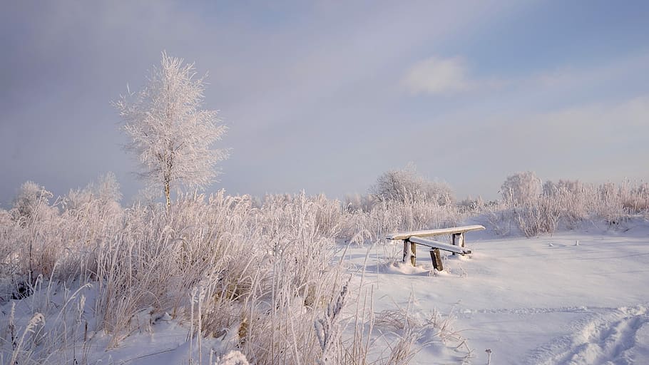 winter, snow, leann, coldly, frozen, nature, ice, wood, season HD wallpaper