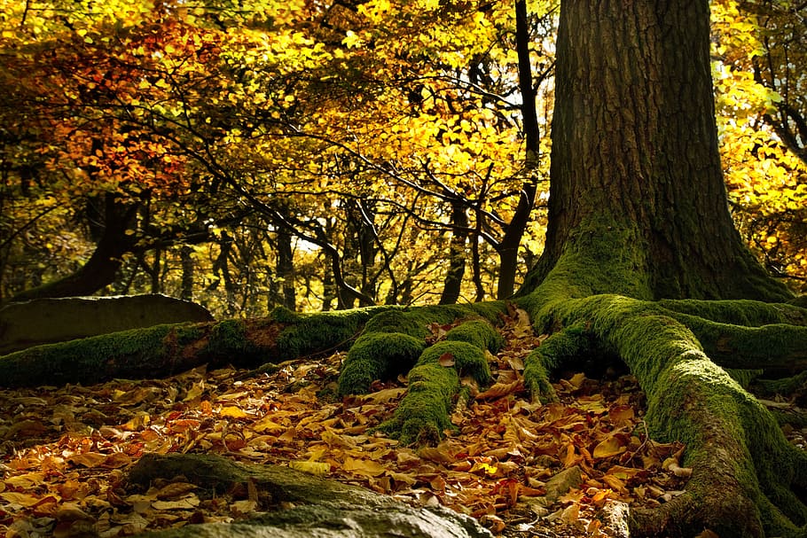 yellow trees at daytime, roots, beech forest, leaves, colors HD wallpaper