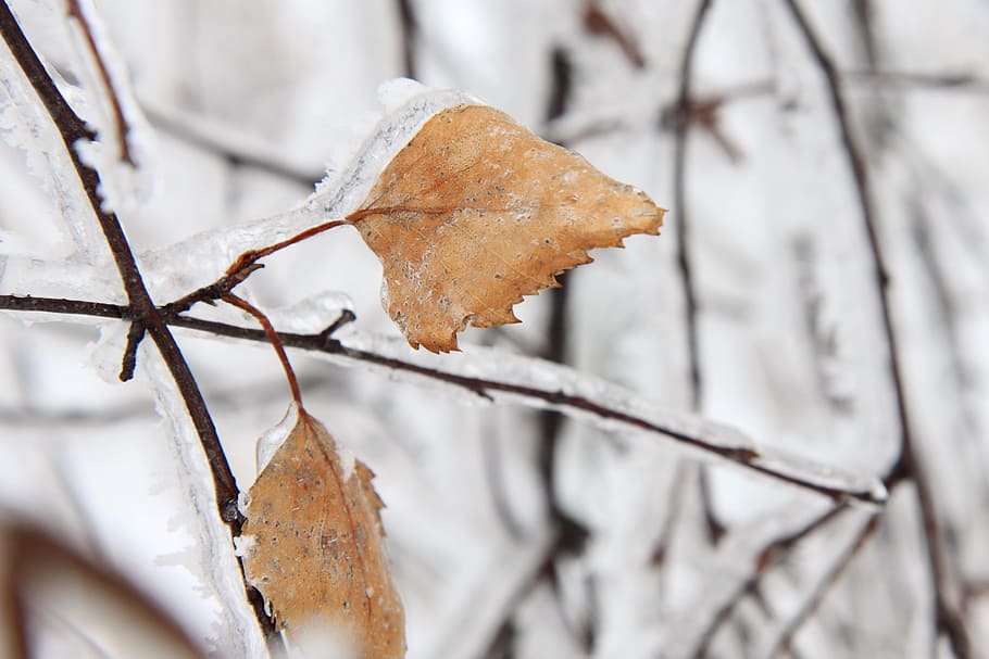 Branch, Brown, Cold, Birch, Frost, frozen, ice, leaf, leaves HD wallpaper