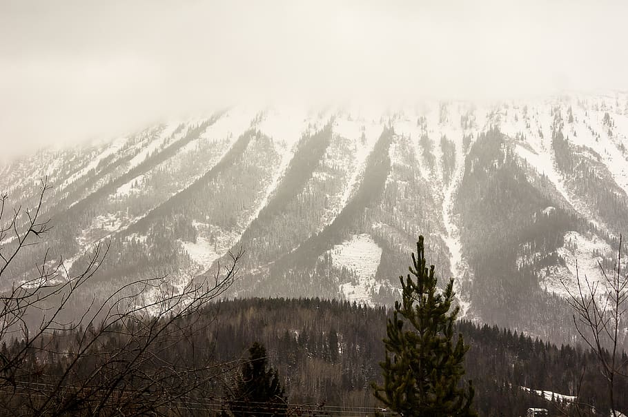 fog, nature, panoramic, landscape, tree, mountain, plant, snow HD wallpaper