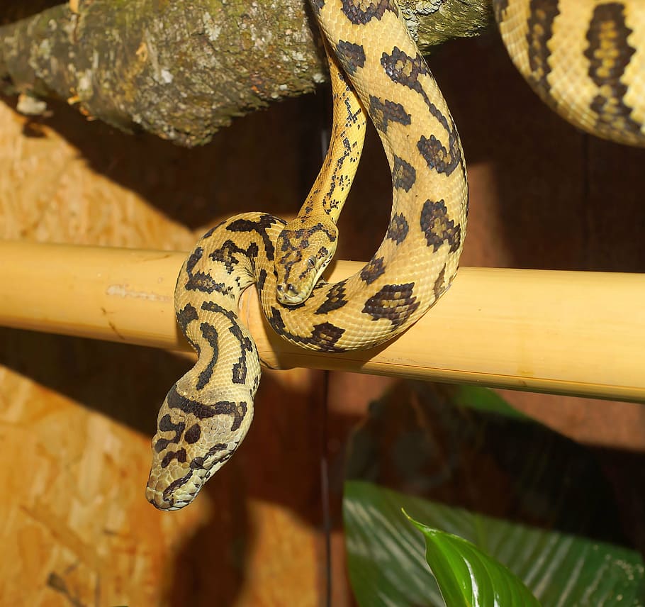snakes, terrarium, close, pythons, tree pythons, constrictors HD wallpaper