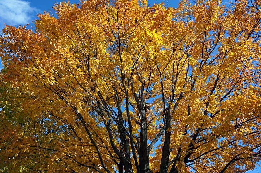 fall, outside, autumn, tree, park, plant, beauty in nature HD wallpaper
