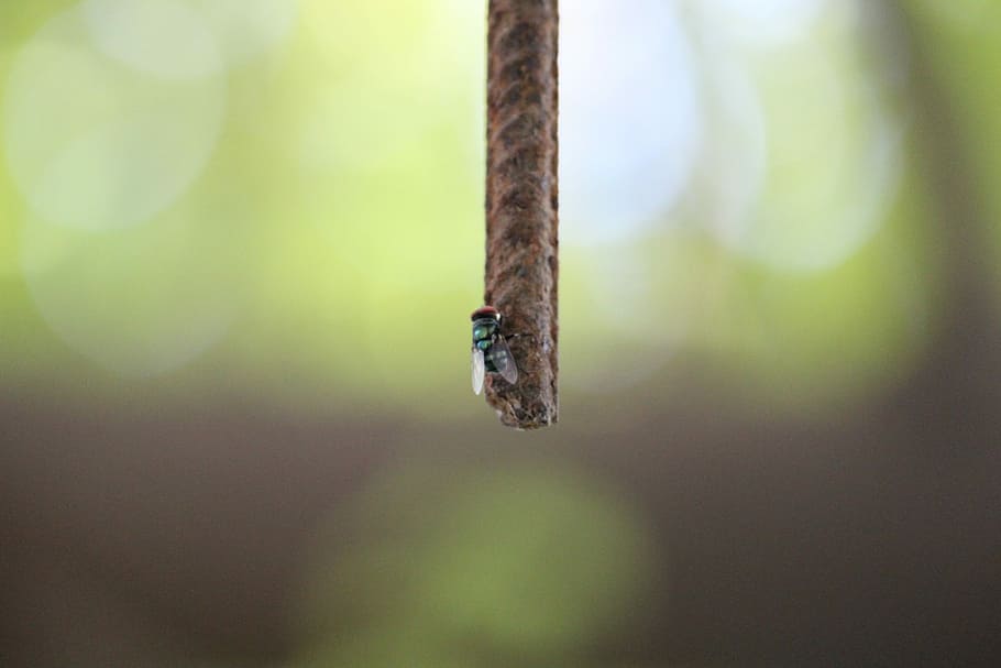 Fly, Bee, Focus, rod, one animal, animals in the wild, animal themes HD wallpaper