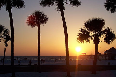 beach, sunset, clearwater beach, sky, palm tree, tropical climate HD wallpaper