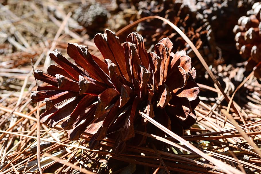 Pine Cone, Dry Fruit, pine leafs, pine forest, sri lanka, loolecondera HD wallpaper