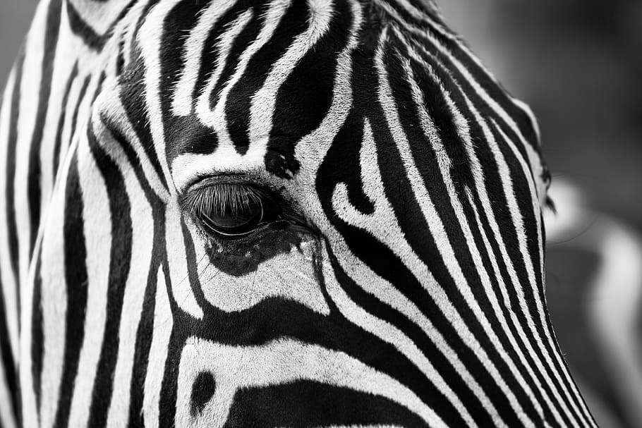 Hd Wallpaper Closeup Photo Of Zebra Stripes Black And White