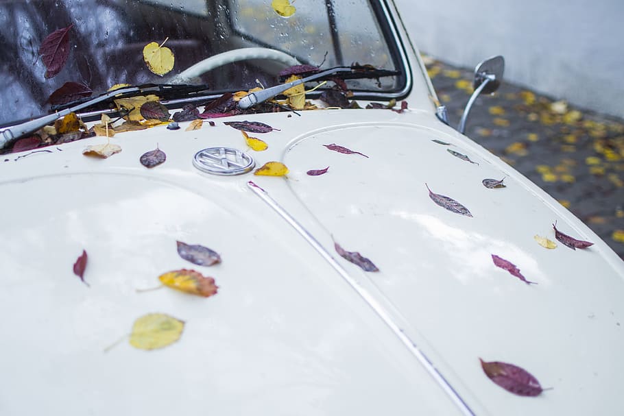 leaves, car, leaf, green, symbol, volkswagen, autumn, vibes HD wallpaper