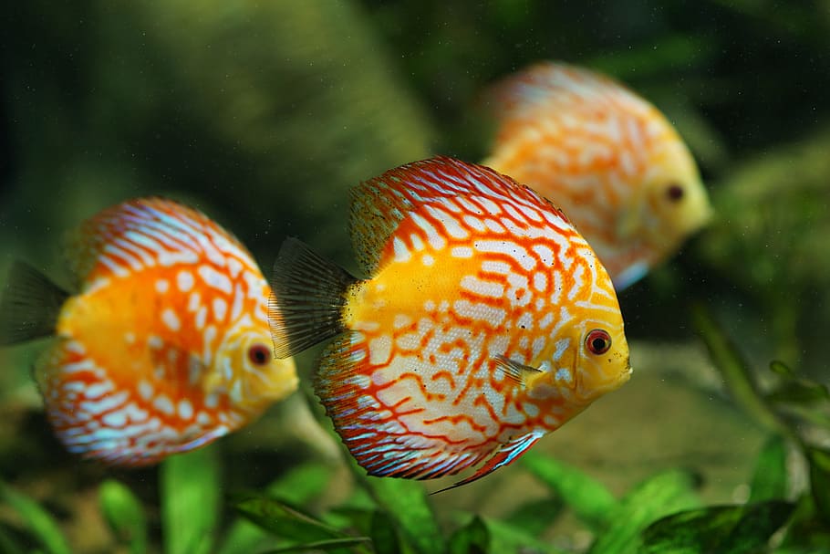 three yellow fishes, discus fish, aquarium, freshwater, colorful