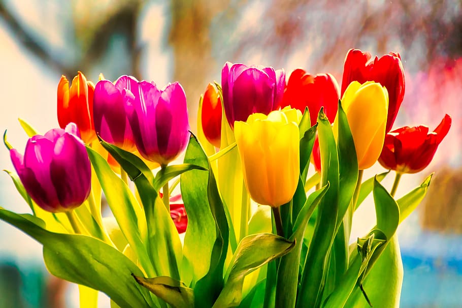 tulips, flowers, spring, flowering plant, beauty in nature HD wallpaper