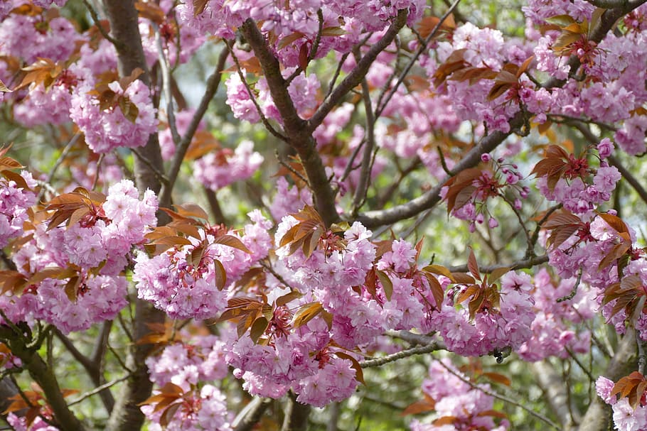 flower, plant, tree, branch, flowering plant, freshness, beauty in nature HD wallpaper