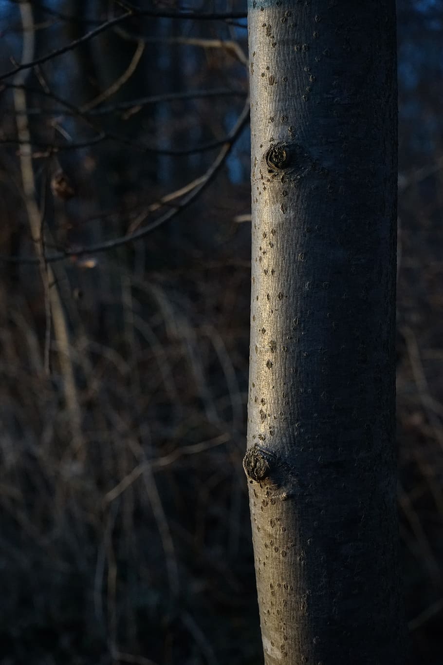 Tree, Bark, Log, Beech, Fagus Sylvatica, tribe, nature, forest HD wallpaper