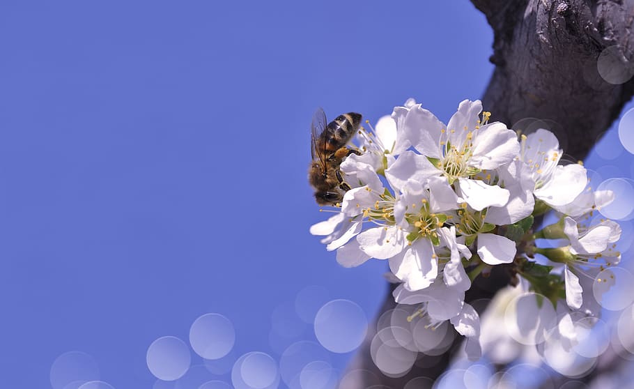 white and yellow flowers with bee on top, spring, tree, sky HD wallpaper