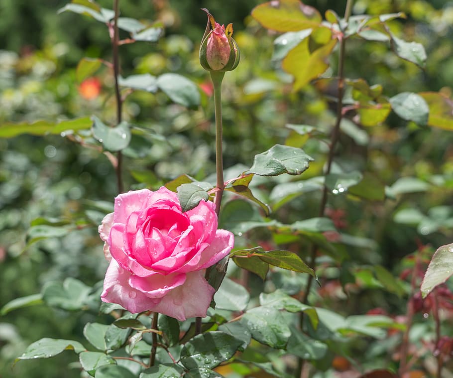 rose, flower, bud, dew, rain drops, bloom, pink, nature, elegant HD wallpaper