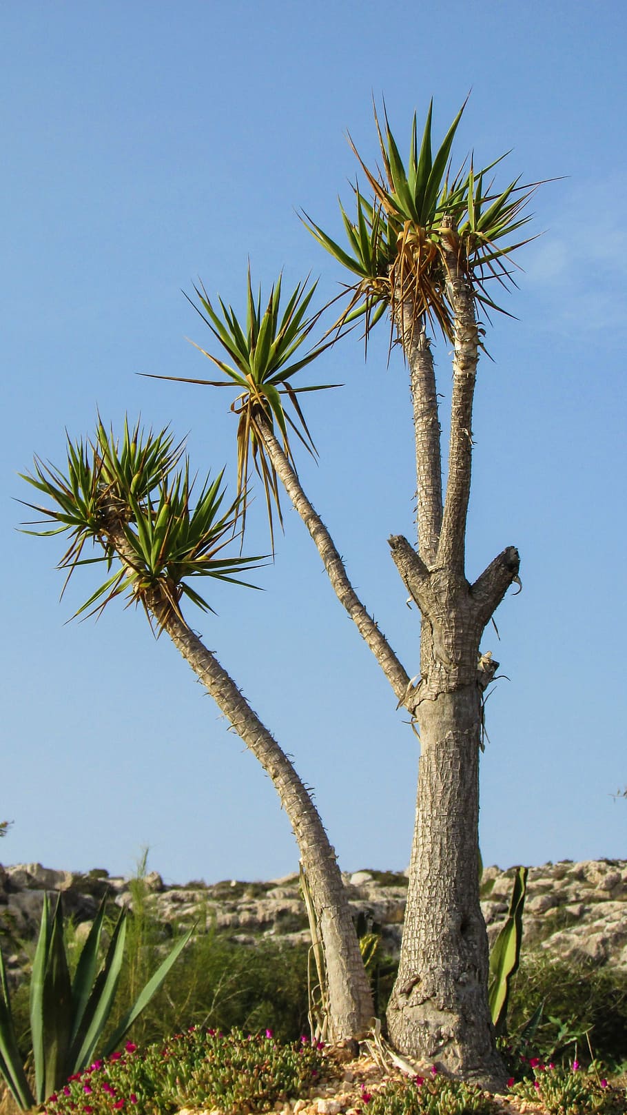 cyprus, ayia napa, cactus park, thorns, plant, nature, palm Tree, HD wallpaper