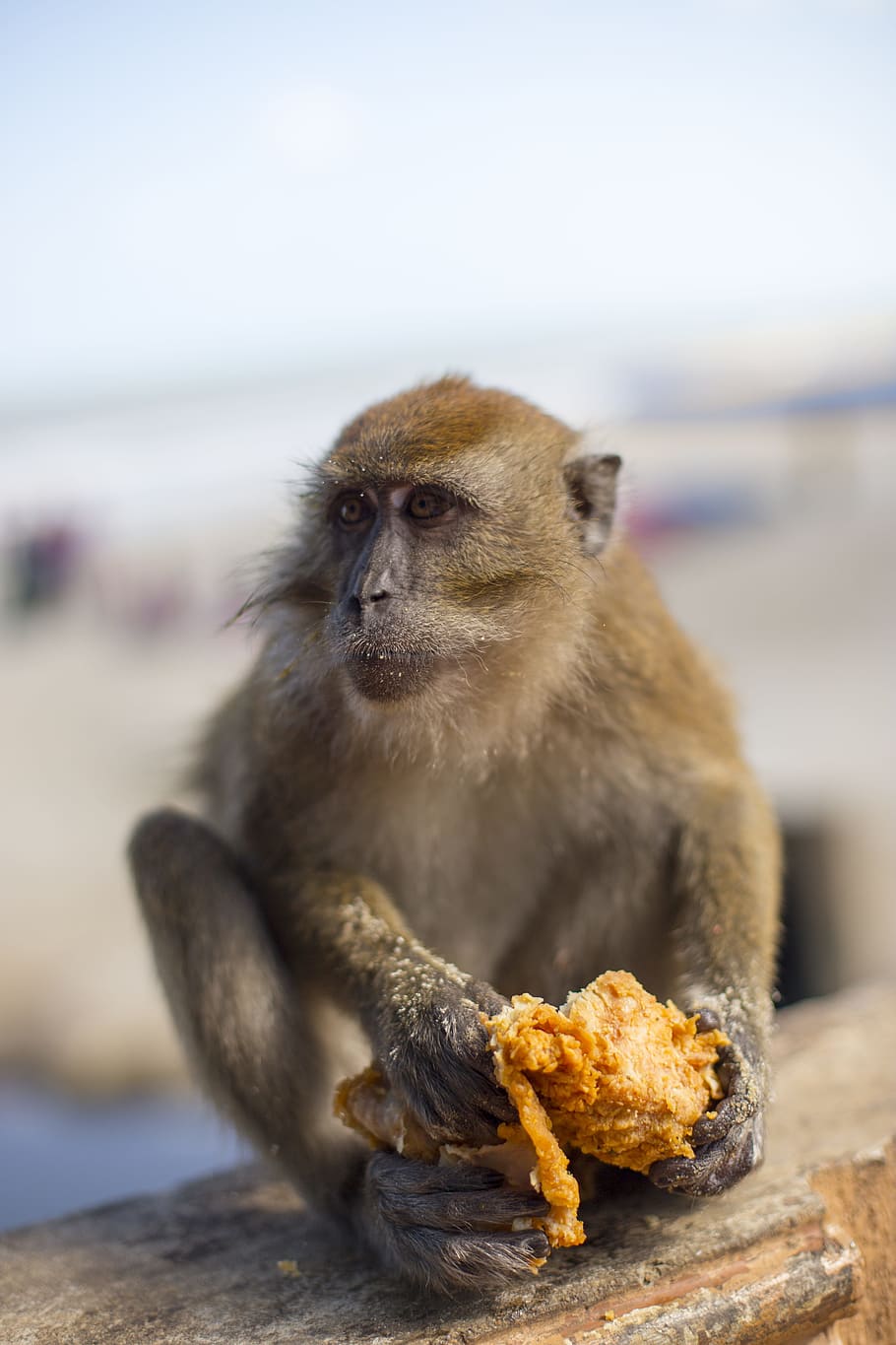 monkey, kfc, junk food, animal wildlife, animals in the wild HD wallpaper