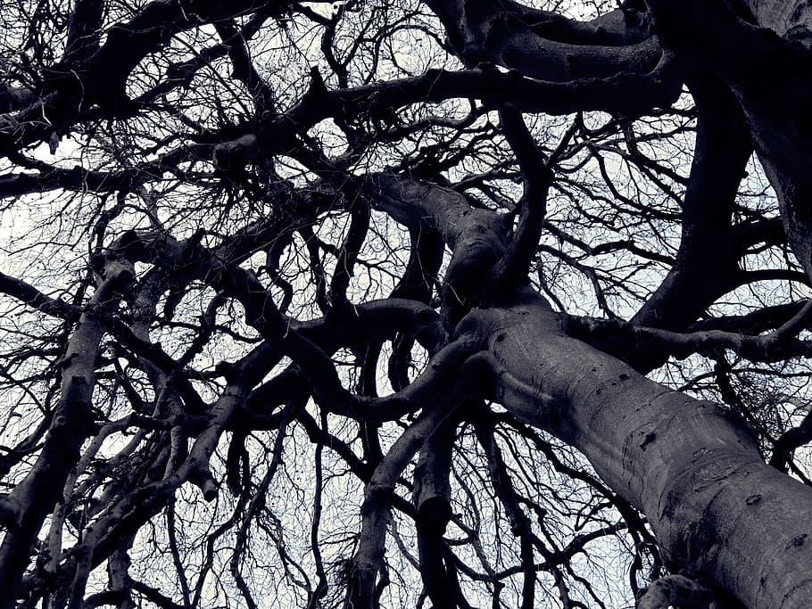 Tree, Shadow, Aesthetic, Branch, twilight, forest, nature, shadow play HD wallpaper