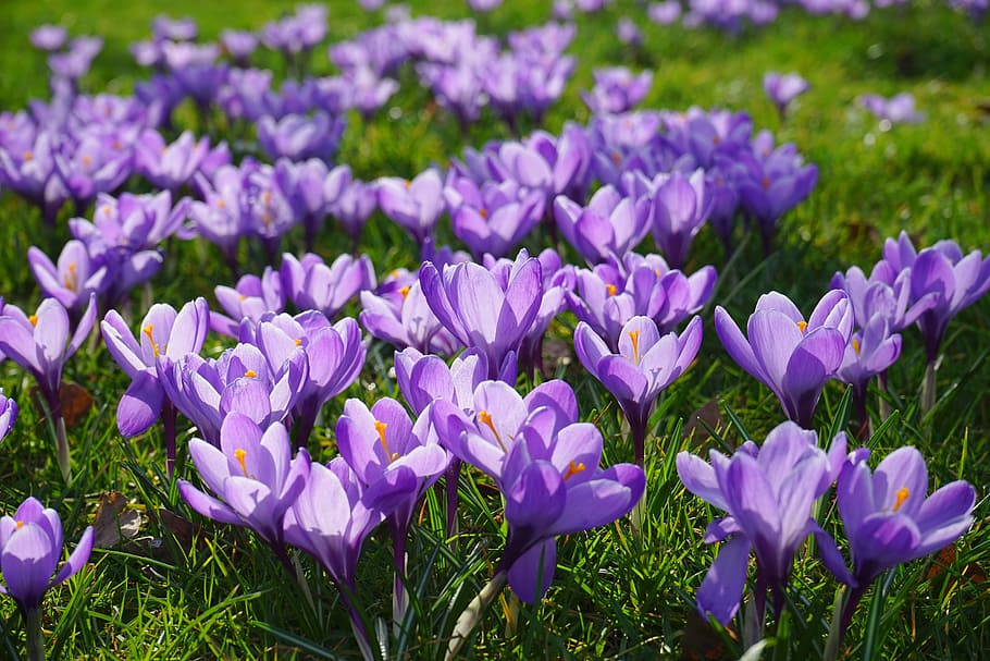crocus, flower meadow, fill, flora, flowers, blütenmeer, already HD wallpaper