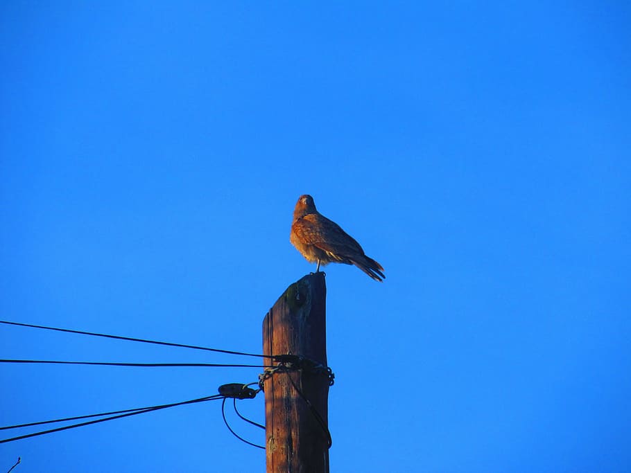 Birds, Wings, Ave, Animals, sky, wildlife, nature, outdoors HD wallpaper
