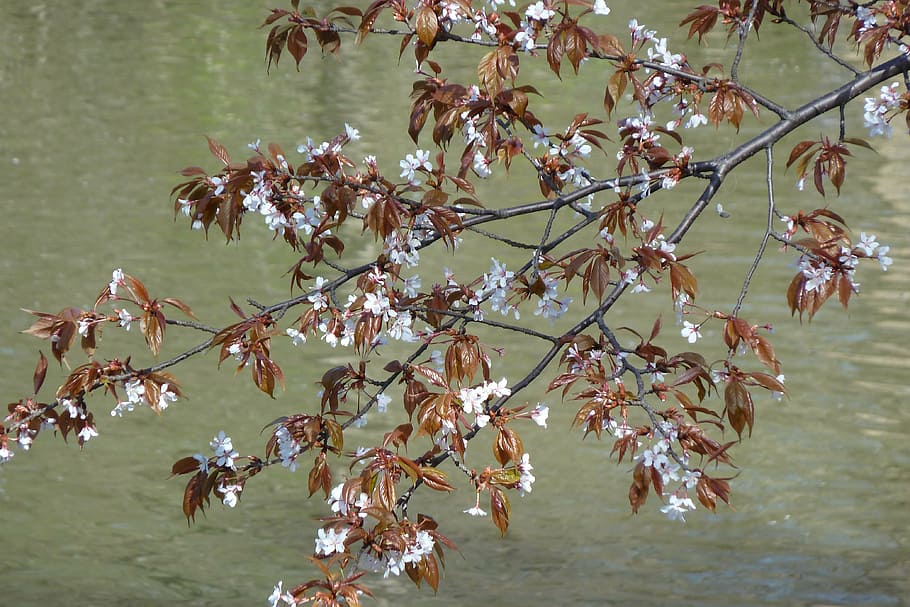 flowers, spring, tree, cherry, lake, water, nature, park, central park HD wallpaper
