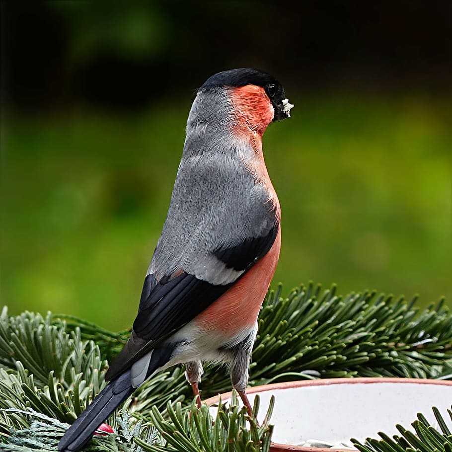 red and black bird standing on plant pot, bullfinch, pyrrhula, HD wallpaper