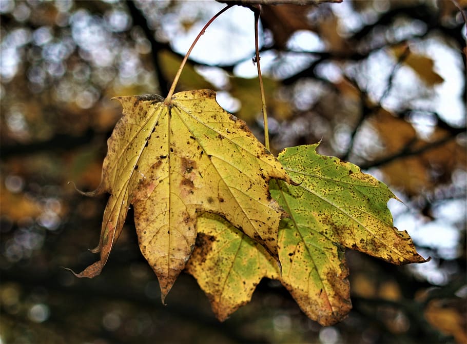 leaf, fall, nature, outdoors, flora, tree, maple, plant part HD wallpaper