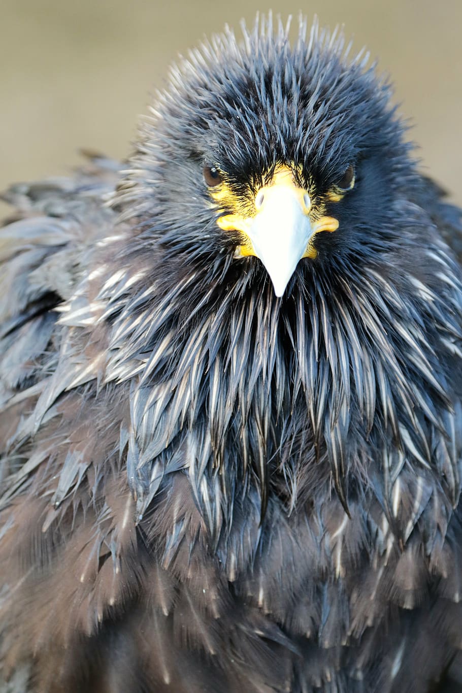 caracara, bird of prey, animal, wildlife, crested, raptor, beak, HD wallpaper