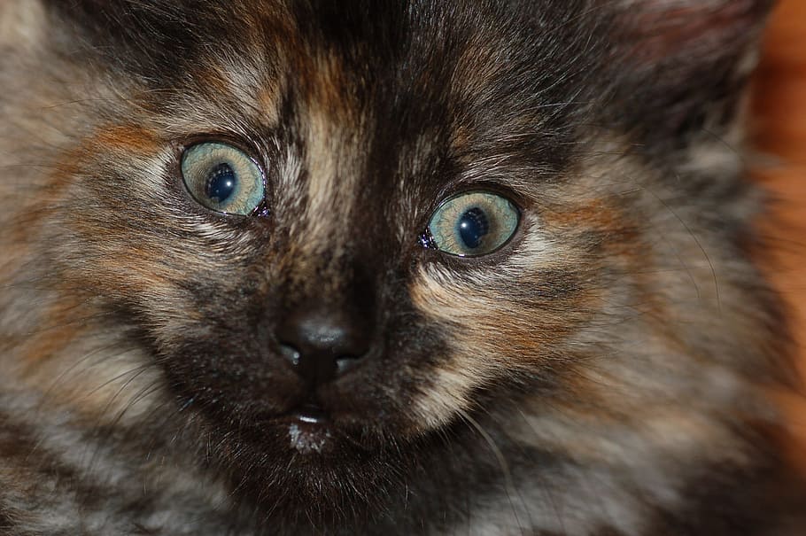 feline, kitten, furry, baby, mammal, animal themes, one animal HD wallpaper