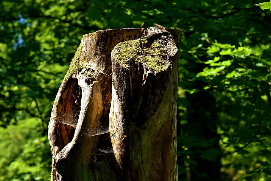 log, forest, moss, nature, wood, tree trunks, nature recording HD wallpaper