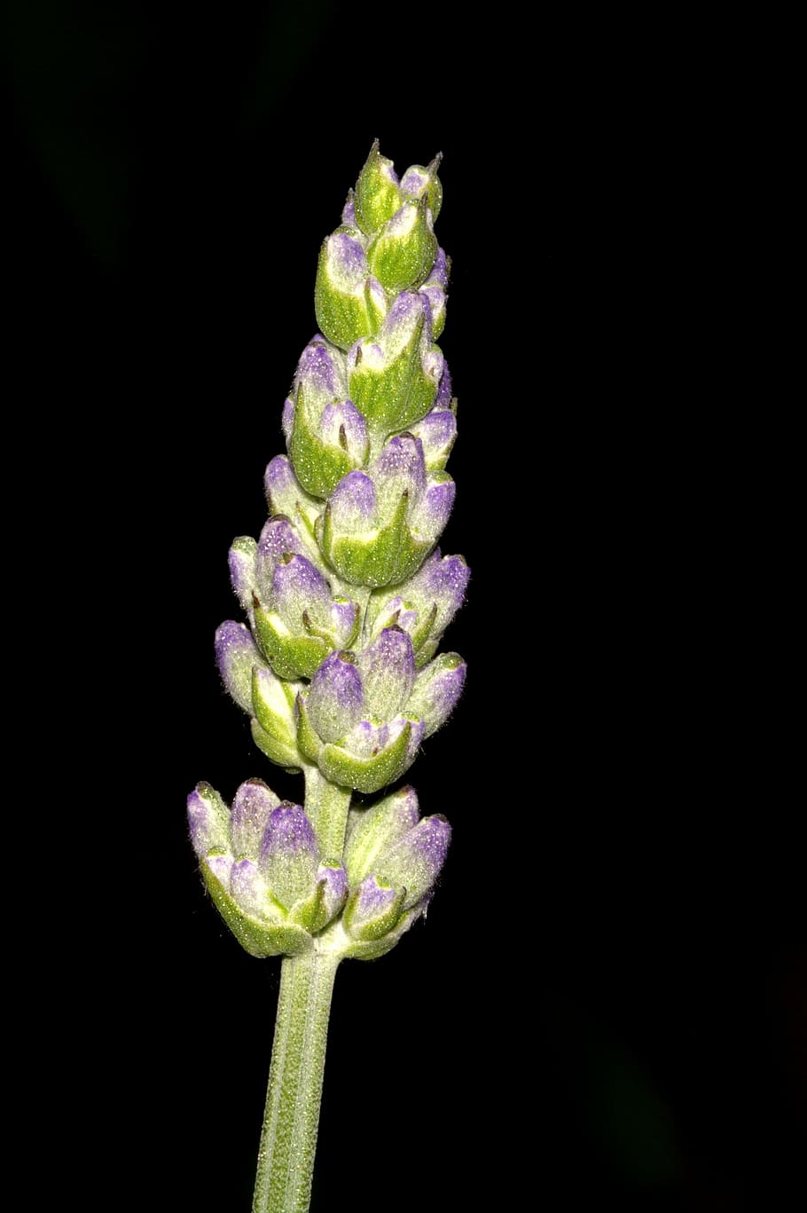 lavender, blossom, bloom, close, macro, medicinal plant, fragrant flower HD wallpaper